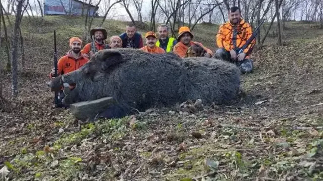600 kilogram ağırlığında domuz avlandı