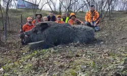 600 kilogram ağırlığında domuz avlandı