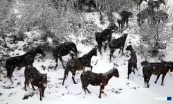 Karda koşturan yabani yılkı atları dronla görüntülendi...