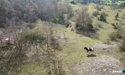 Cami imamı, kaybolan ineği dronla buldu...