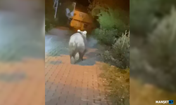Yola inen bozayı cep telefonun yansıdı...