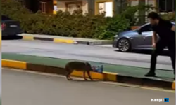 Çaresizce bekleyen Çakal'ı, vatandaş kurtardı...