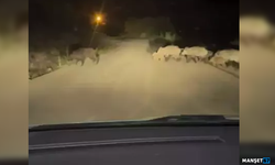 Yola çıkan domuz sürüsü görüntülendi...