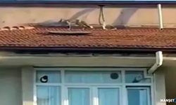 Çatıya çıkan tilkiyi ekipler kurtardı...