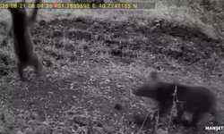 Bozayı ve yavruları fotokapan kamerasında...