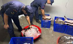 Yasa dışı avcılığa baskın… 114 balığa el konuldu…