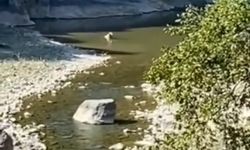 Sıcaktan bunaldı... Göle daldı...