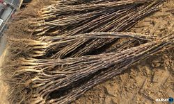 Açık Köklü Ceviz Fidanı ile Sağlam Bir Başlangıç