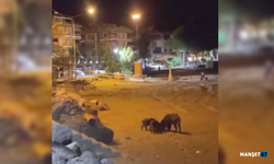 Yaban domuzları sahile indi... Kameraya yakalandılar...