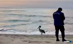 Yolunu şaşırıp sahile indi... İlk defa görüldü...