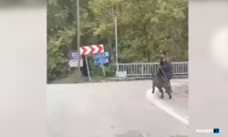Üzerine koşan domuzdan son anda kurtuldu...