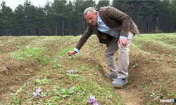 Dünyanın en pahalı baharatı safranın hasadı başladı...
