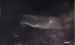 Su samurunu balıkla beslediler...