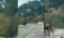 Geyik sürüsü yola indi... Kameralara yansıdı...