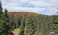 Sonbaharın güzelliği dron ile görüntülendi...