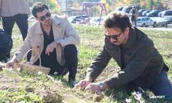 Ünlü oyuncular imece ağı yöntemiyle safran hasadı yaptı...