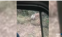 Yolun kenarındaki ayı ilgi odağı oldu...