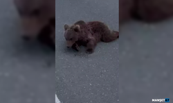 Yaralı halde bulundu... Tedaviye alındı...