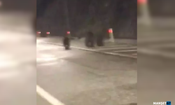 Bozayı ve yavruları tünelde görüntülendi...