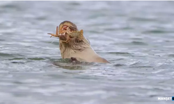 Su samuru, Bostancılar Göleti'nde görüntülendi...