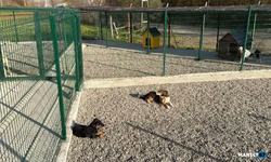 Hayvanlar için doğal yaşam alanı oluşturuldu...