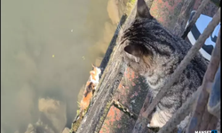 Çaya düşen yavru kedi, itfaiye tarafından kurtarıldı...