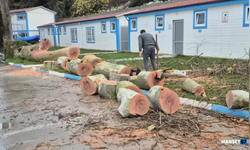 90 yaşındaki çınar ağacı devrildi...