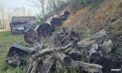 Porsuk ağaçları İstanbul'da müzede sergilenecek…