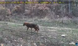 Ormanda dolaşan vaşak ile kurt fotokapana yansıdı...