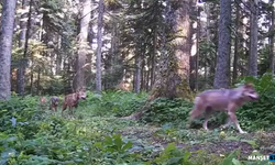Ormandaki yaban hayatı fotokapana yansıdı...