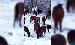 Yiyecek bulamayan yılkı atları kent merkezine indi...