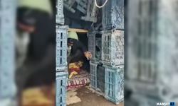 Dorse kasaların arkasında 14 kaçak göçmen...