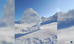 Karla kaplı yaylada ağaçlar buz tuttu...