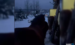 Aç kalan yılkı atları evlerin bahçelerine girdi...