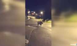 Yaban domuzu ile bir anda karşı karşıya kaldı…