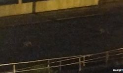 Yola inen çakallar tedirginlik yarattı...