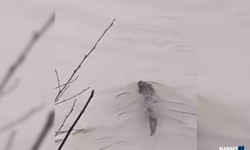 Nesli tükenmekte olan su samuru görüntülendi...