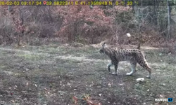 Yaban hayatı fotokapanla görüntülendi...