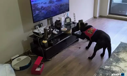 Suç örgütüne operasyon... 36 gözaltı...