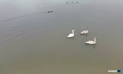 Göç yolundaki 3 kuğu, Efteni Gölü'nde...