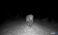 Bozayı fotokapanla görüntülendi...