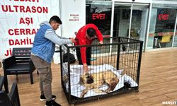 Kayıp köpeğini vurulmuş olarak buldu…