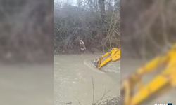 Dereye düşen buzağıyı köylüler kurtardı...