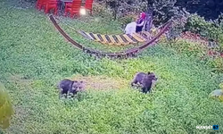 Yiyecek arayan yavru ayılar kamerada...