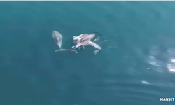 Suyun içinde adeta dans ederek yüzdüler...