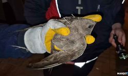 Ebabil kuşu için yol trafiğe kapatıldı…