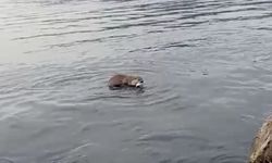 Bir anda yakaladı… Sonra da!...