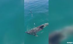 Balıkçılar oltadaki balık ile yunusu etraflarında yüzdürdü