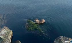 Oyuncu ve acıkan su samurları kameraya yansıdı...