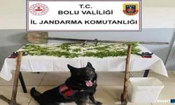K*nevir eken şüpheli tutuklandı…